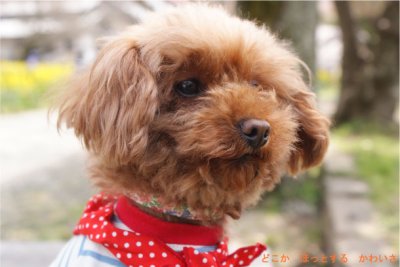 画像1: 首輪ー小型犬 flower チェリーピンク