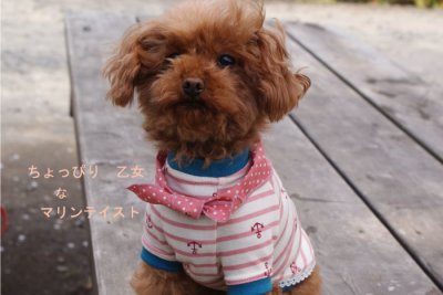 画像1: 犬服 - マリンボーダー　pink