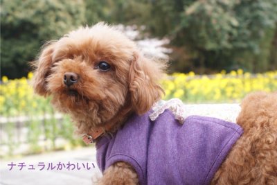 画像3: 犬服 - flower レース